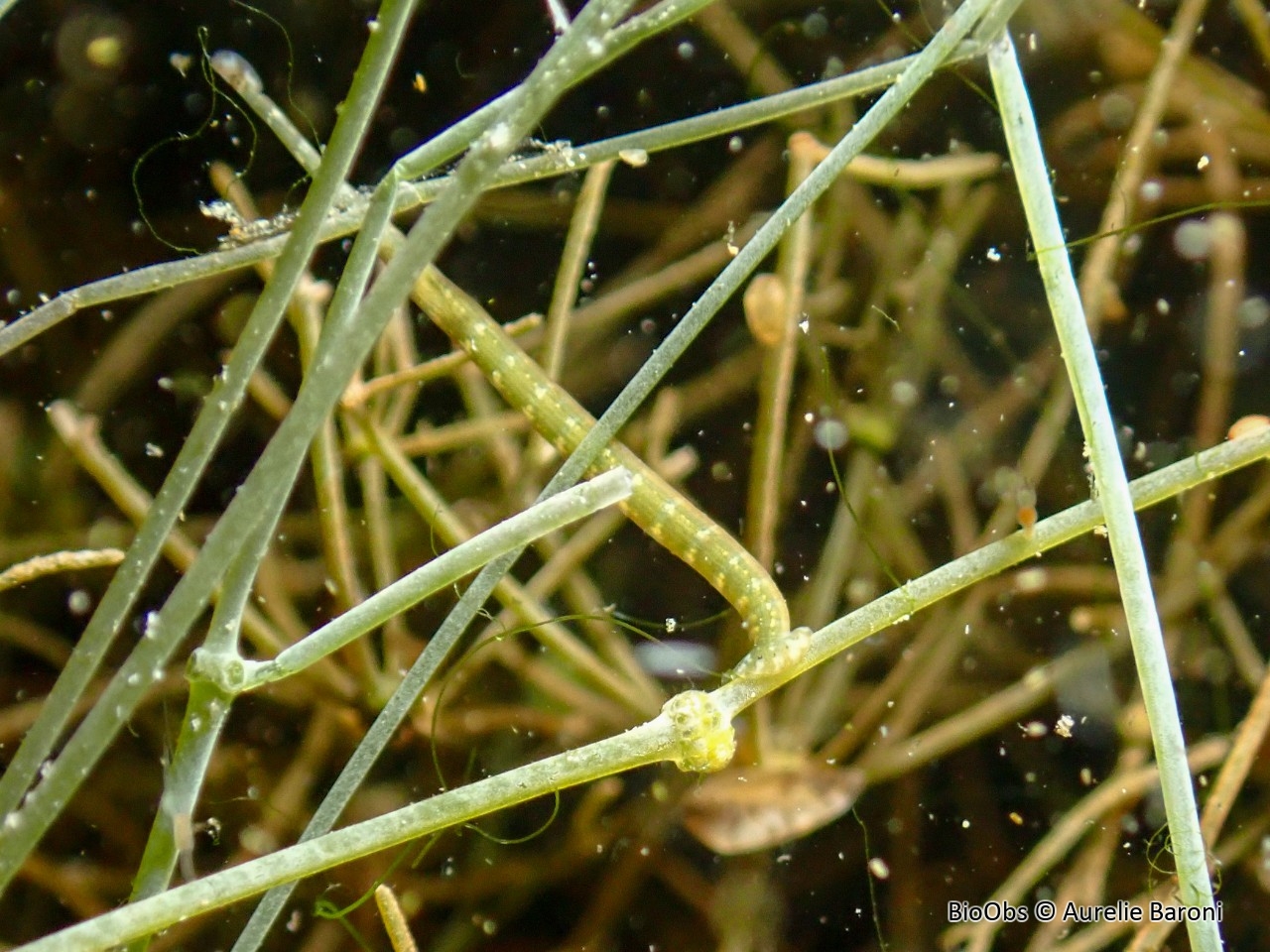 Sangsue géomètre - Piscicola geometra - Aurelie Baroni - BioObs