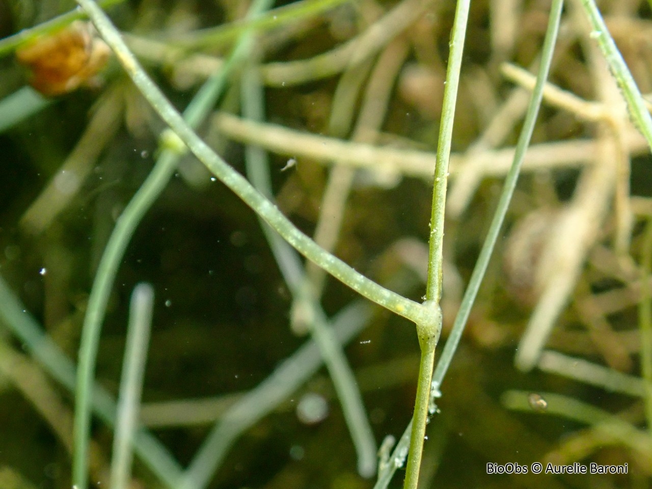 Sangsue géomètre - Piscicola geometra - Aurelie Baroni - BioObs