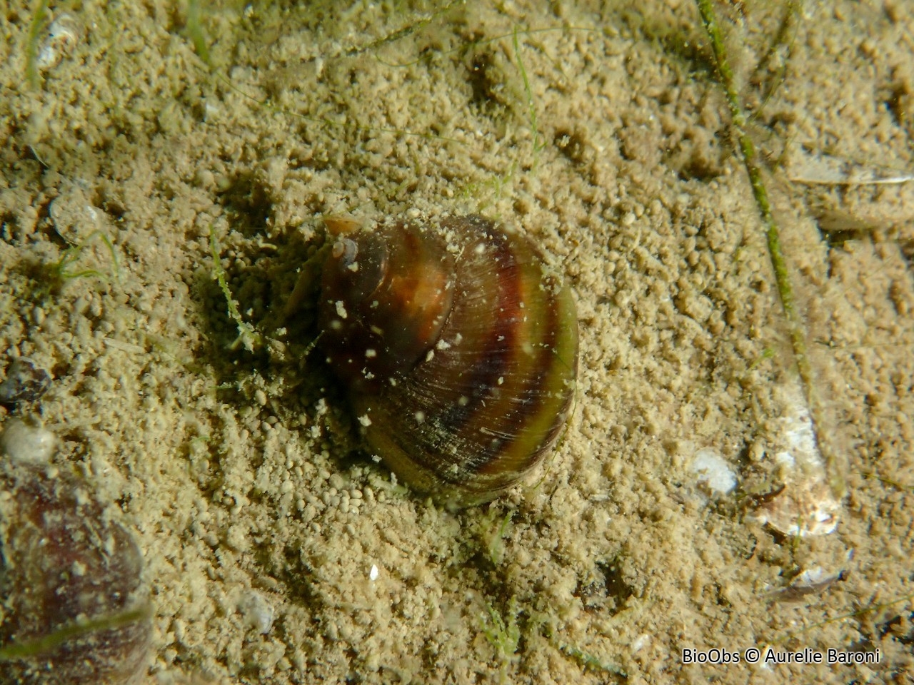 Paludine d'Europe - Viviparus viviparus - Aurelie Baroni - BioObs