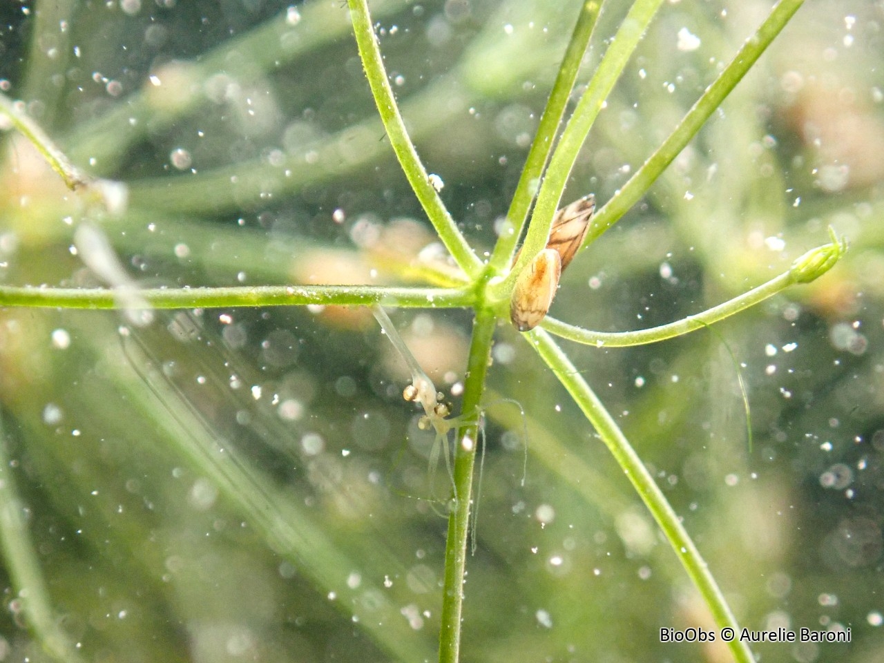 Anchistropus des hydres - Anchistropus emarginatus  - Aurelie Baroni - BioObs