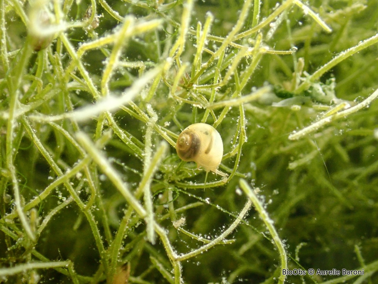 Valvée (genre) - Valvata - Aurelie Baroni - BioObs