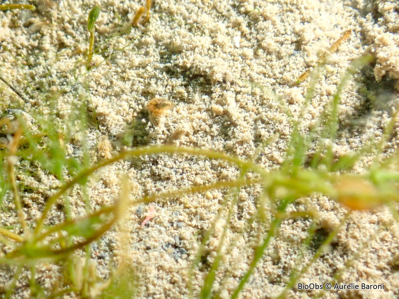 Cladocères - Cladocera - Aurelie Baroni - BioObs