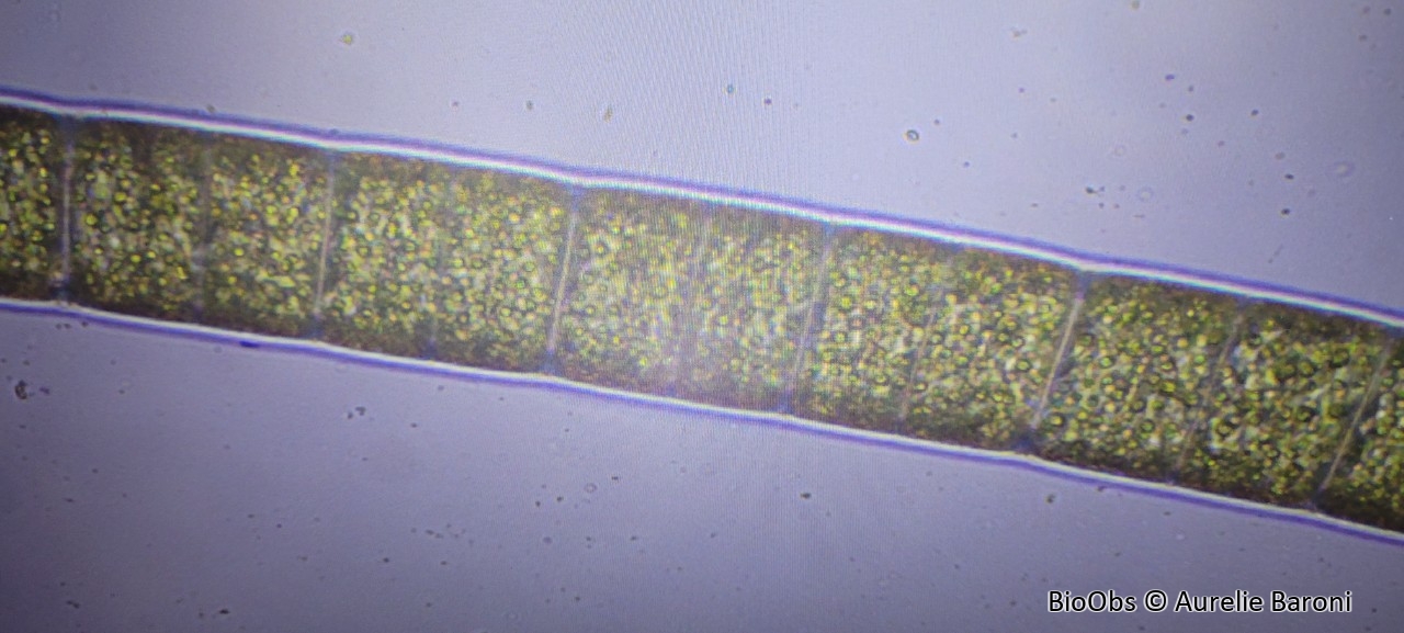 Ulothrix zonata - Ulothrix zonata - Aurelie Baroni - BioObs