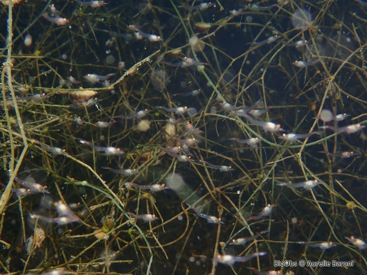 Crevette rouge sang - Hemimysis anomala - Aurelie Baroni - BioObs