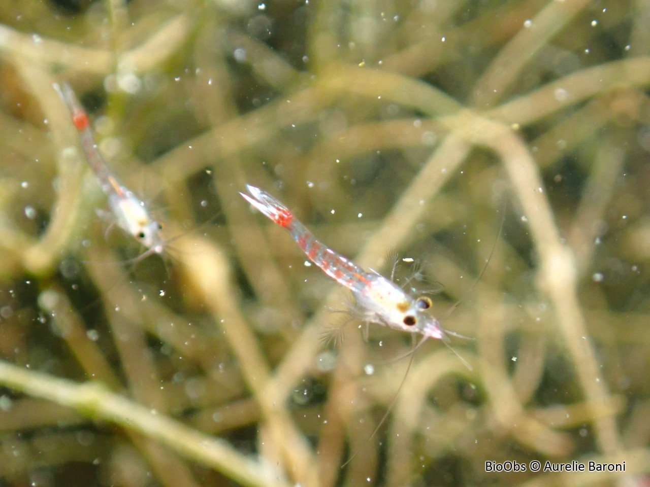 Crevette rouge sang - Hemimysis anomala - Aurelie Baroni - BioObs