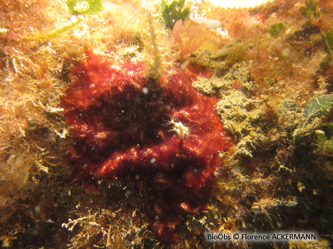 Bryozoaire encroûtant rouge - Schizobrachiella sanguinea - Florence ACKERMANN - BioObs