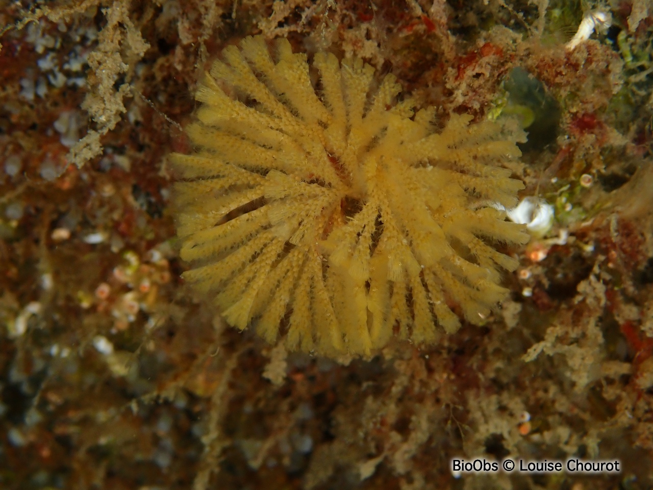 Petite bugule parasol - Bugulina calathus - Louise Chourot - BioObs