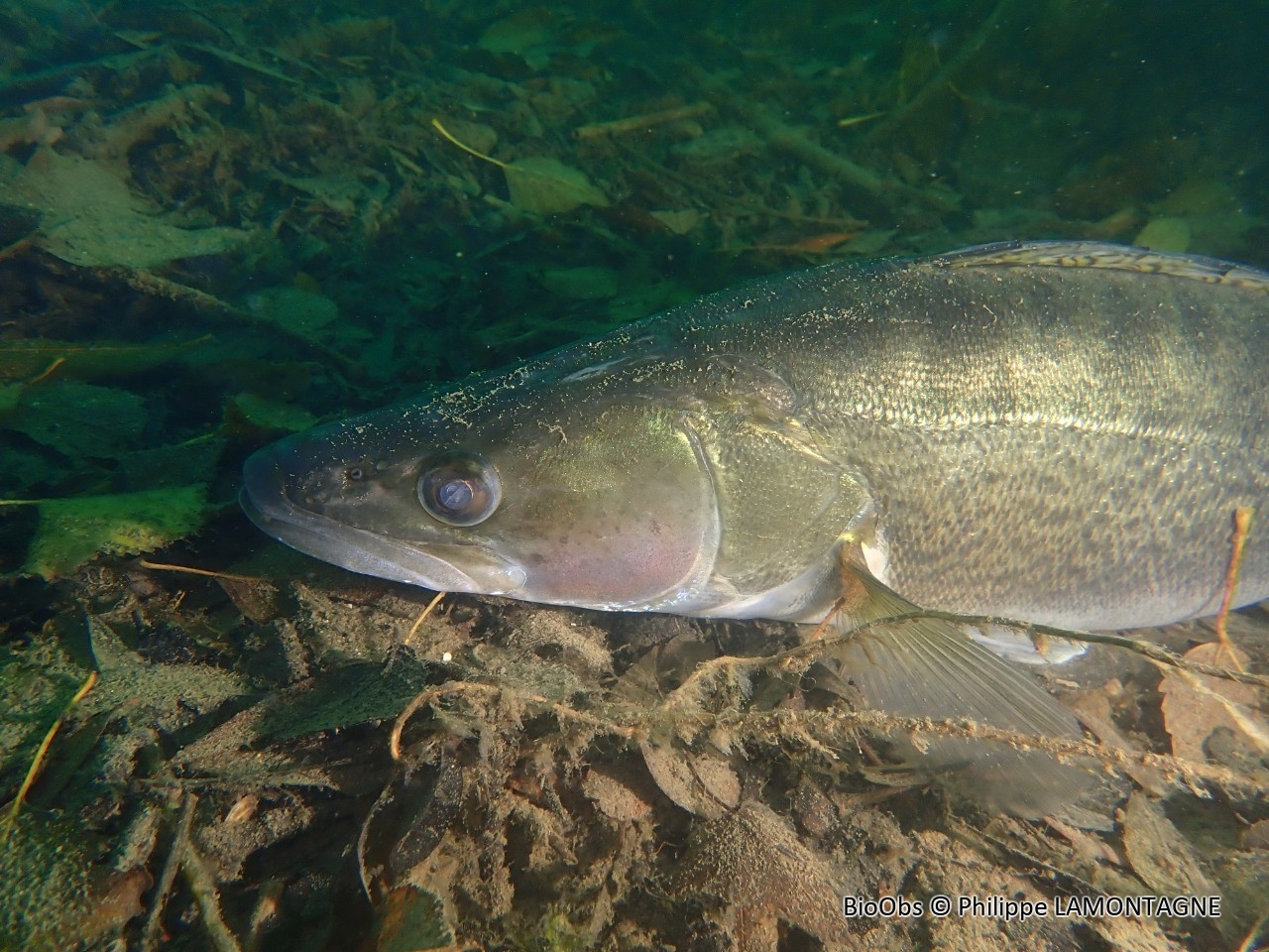 Sandre - Sander lucioperca - Philippe LAMONTAGNE - BioObs