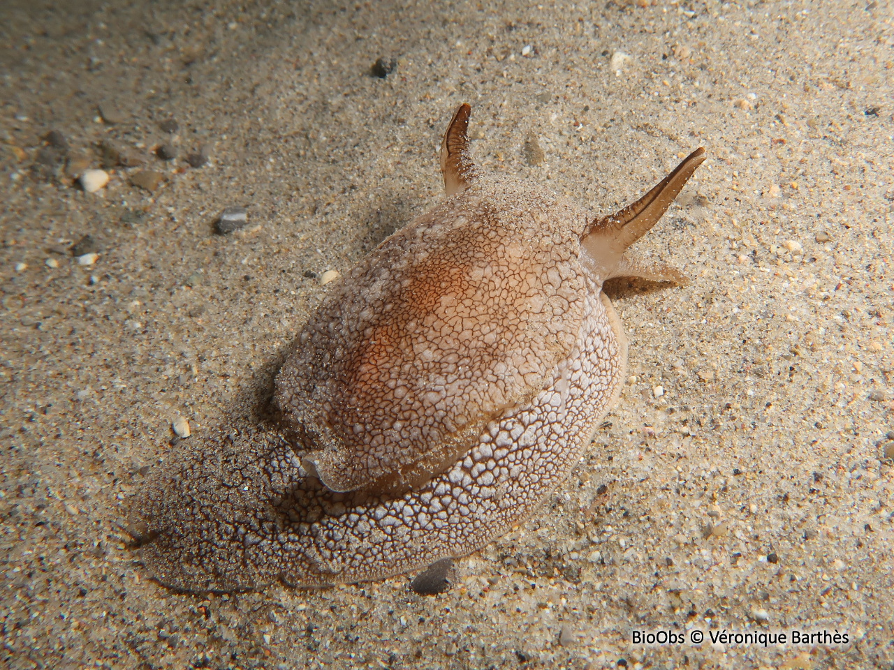 Pleurobranche de Meckel - Pleurobranchaea meckeli - Véronique Barthès - BioObs
