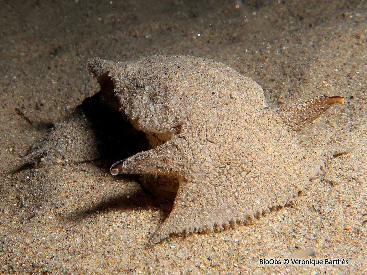 Pleurobranche de Meckel - Pleurobranchaea meckeli - Véronique Barthès - BioObs