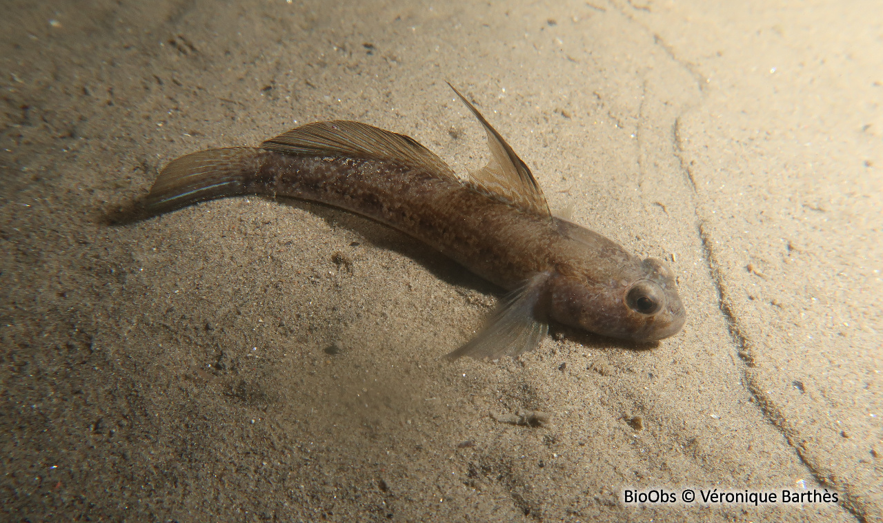 Gobie noir - Gobius niger - Véronique Barthès - BioObs