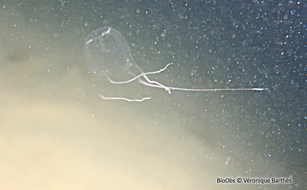 Carybdée marsupiale - Carybdea marsupialis - Véronique Barthès - BioObs