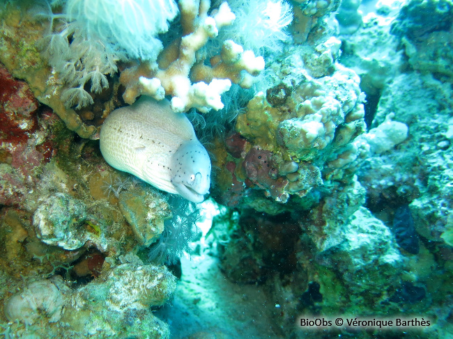 Murène tatouée - Gymnothorax griseus - Véronique Barthès - BioObs