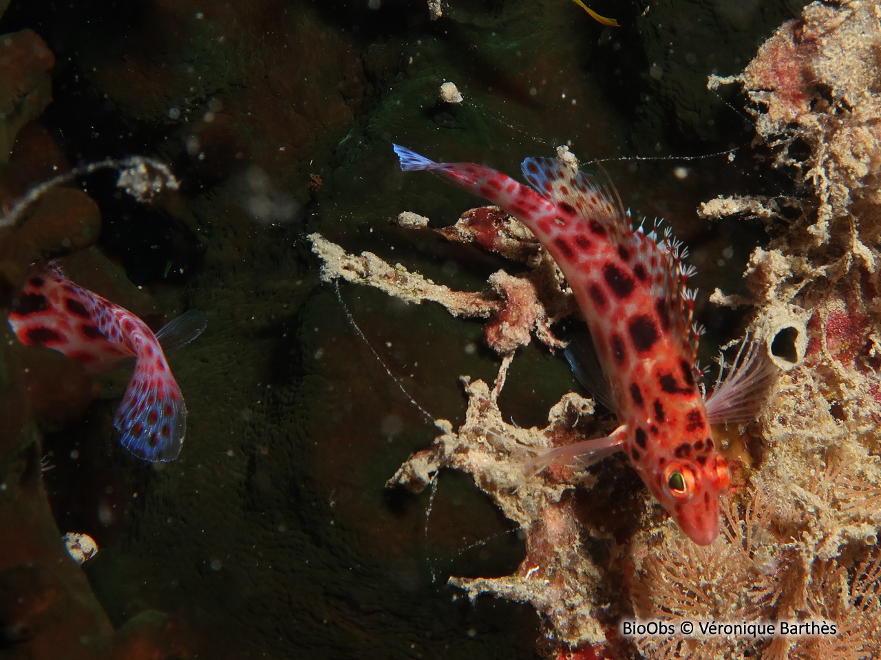 Epervier à points rouges - Cirrhitichthys oxycephalus - Véronique Barthès - BioObs