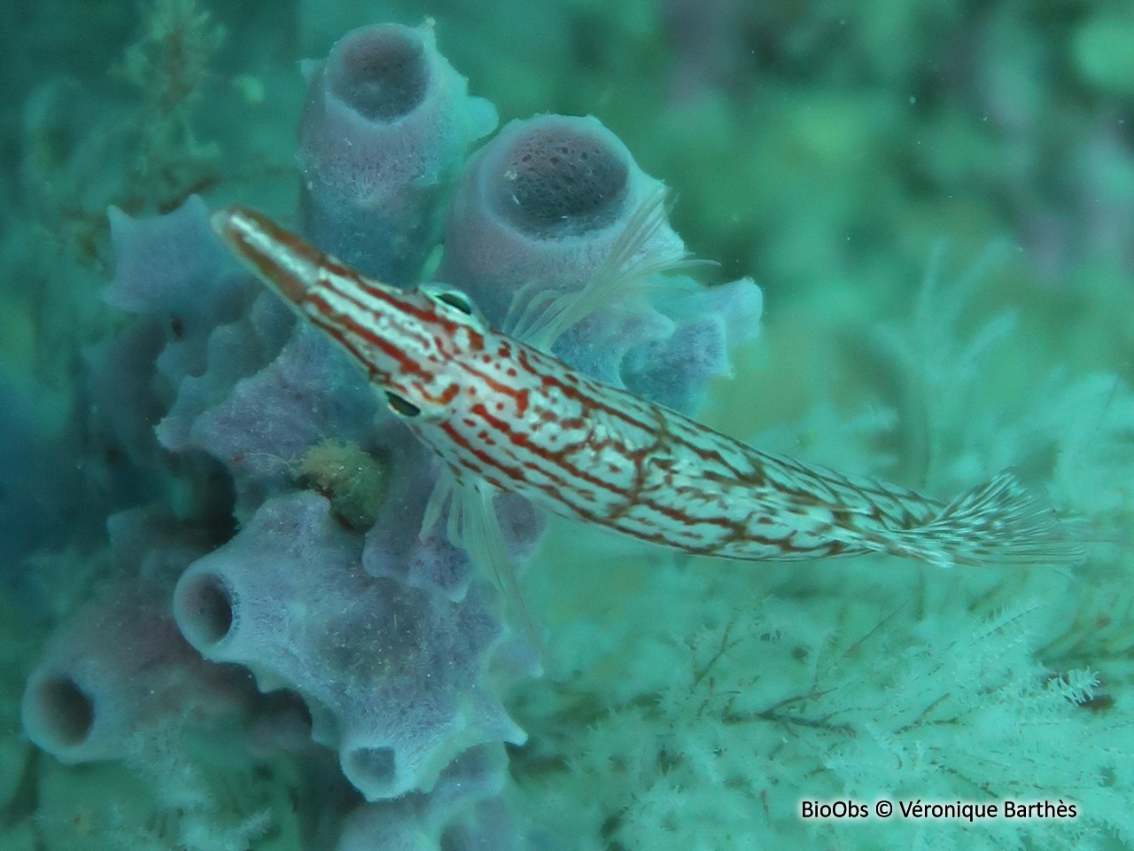 Poisson-faucon à long nez - Oxycirrhites typus - Véronique Barthès - BioObs