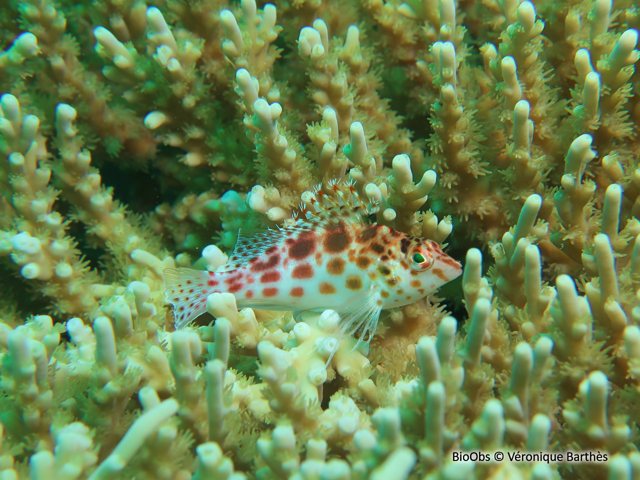 Epervier à points rouges - Cirrhitichthys oxycephalus - Véronique Barthès - BioObs