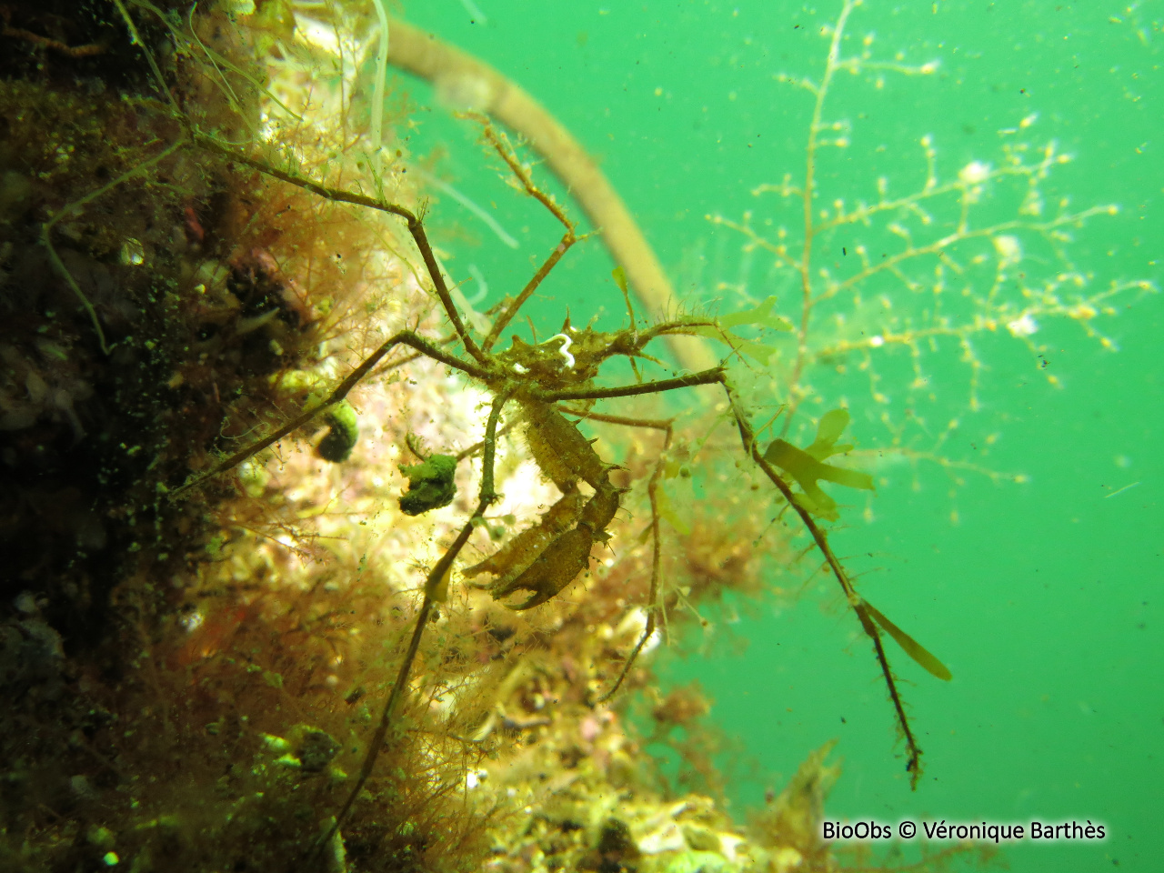 Macropode à longues pattes - Macropodia tenuirostris - Véronique Barthès - BioObs