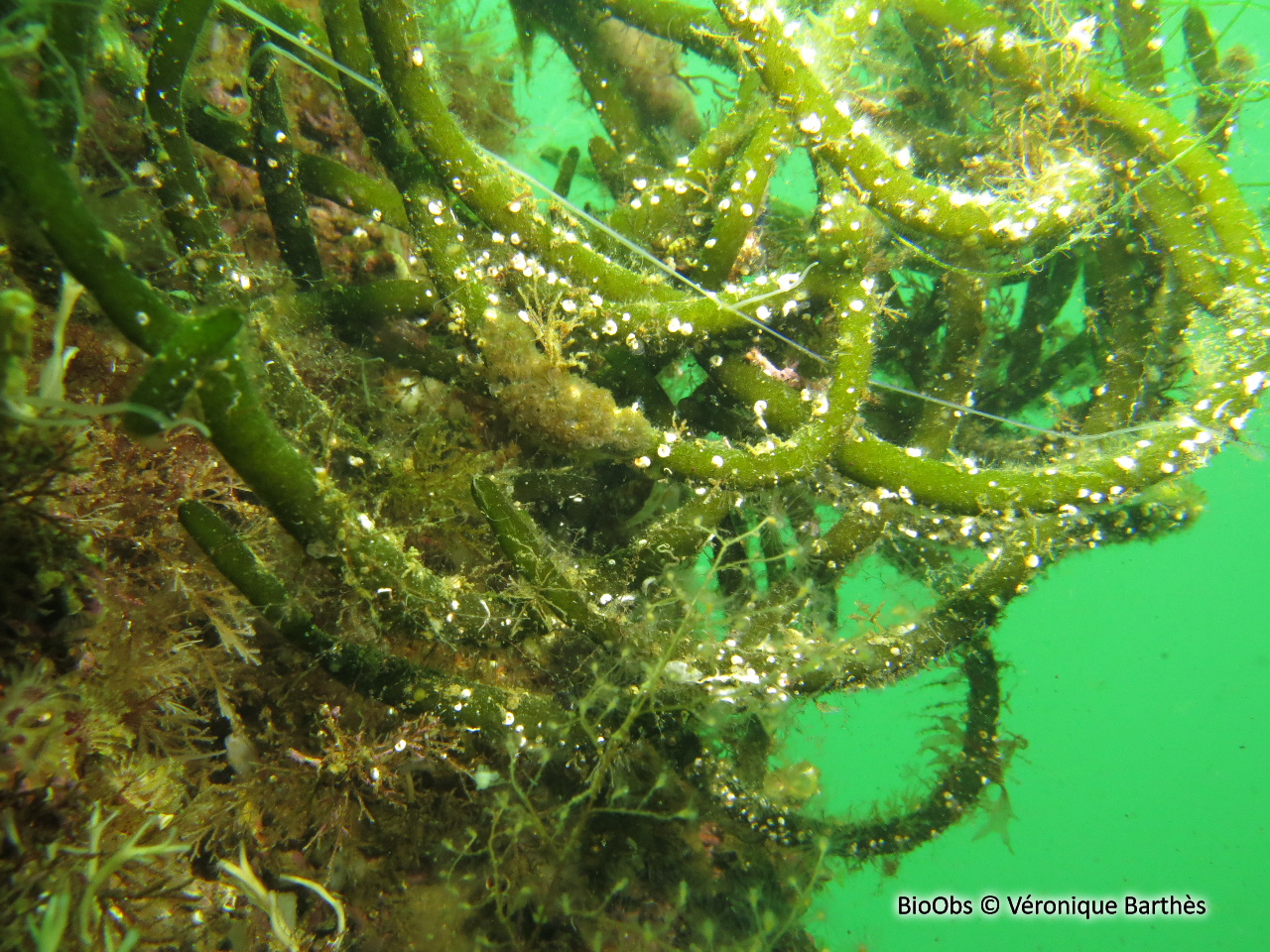 Codium vermiforme - Codium vermilara - Véronique Barthès - BioObs