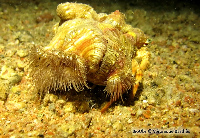 Anémone de l'ermite aux yeux verts - Calliactis polypus - Véronique Barthès - BioObs