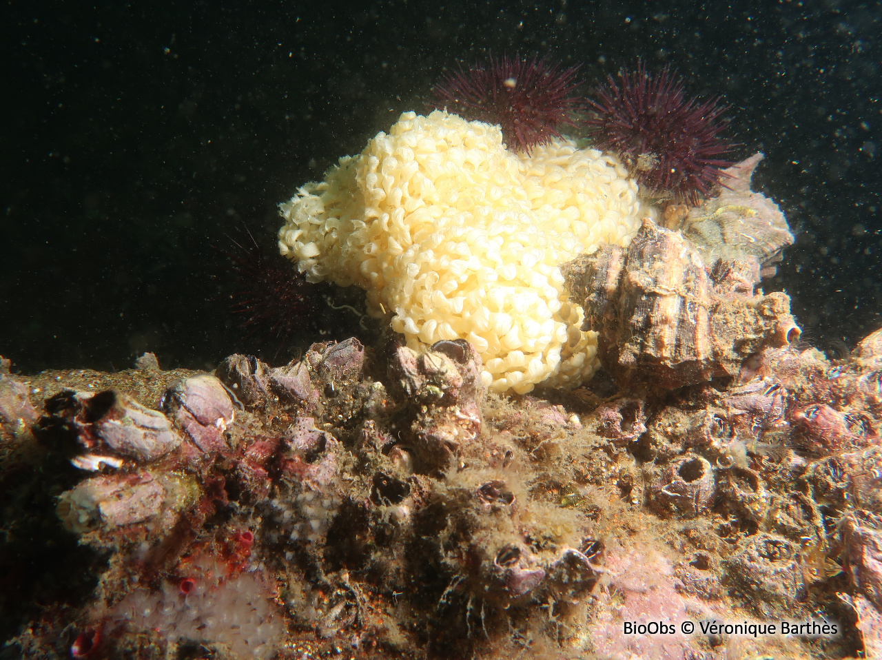 Rocher fascié ponte - Hexaplex sp - Véronique Barthès - BioObs