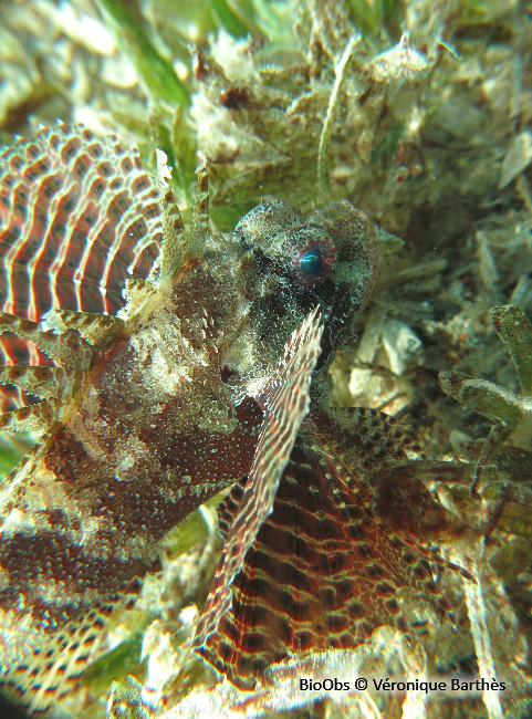 Pterois nain - Dendrochirus brachypterus - Véronique Barthès - BioObs