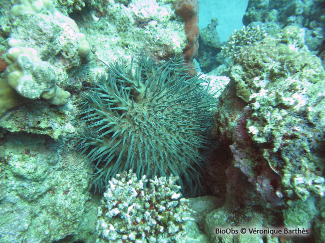 Acanthaster de Benzie - Acanthaster benziei - Véronique Barthès - BioObs