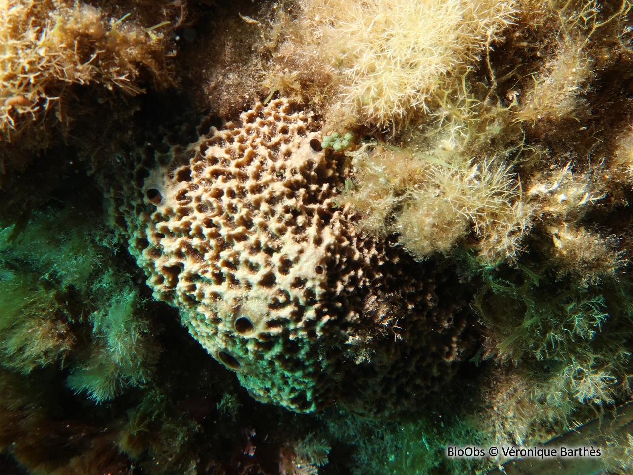 Ircinie réticulée - Ircinia retidermata - Véronique Barthès - BioObs