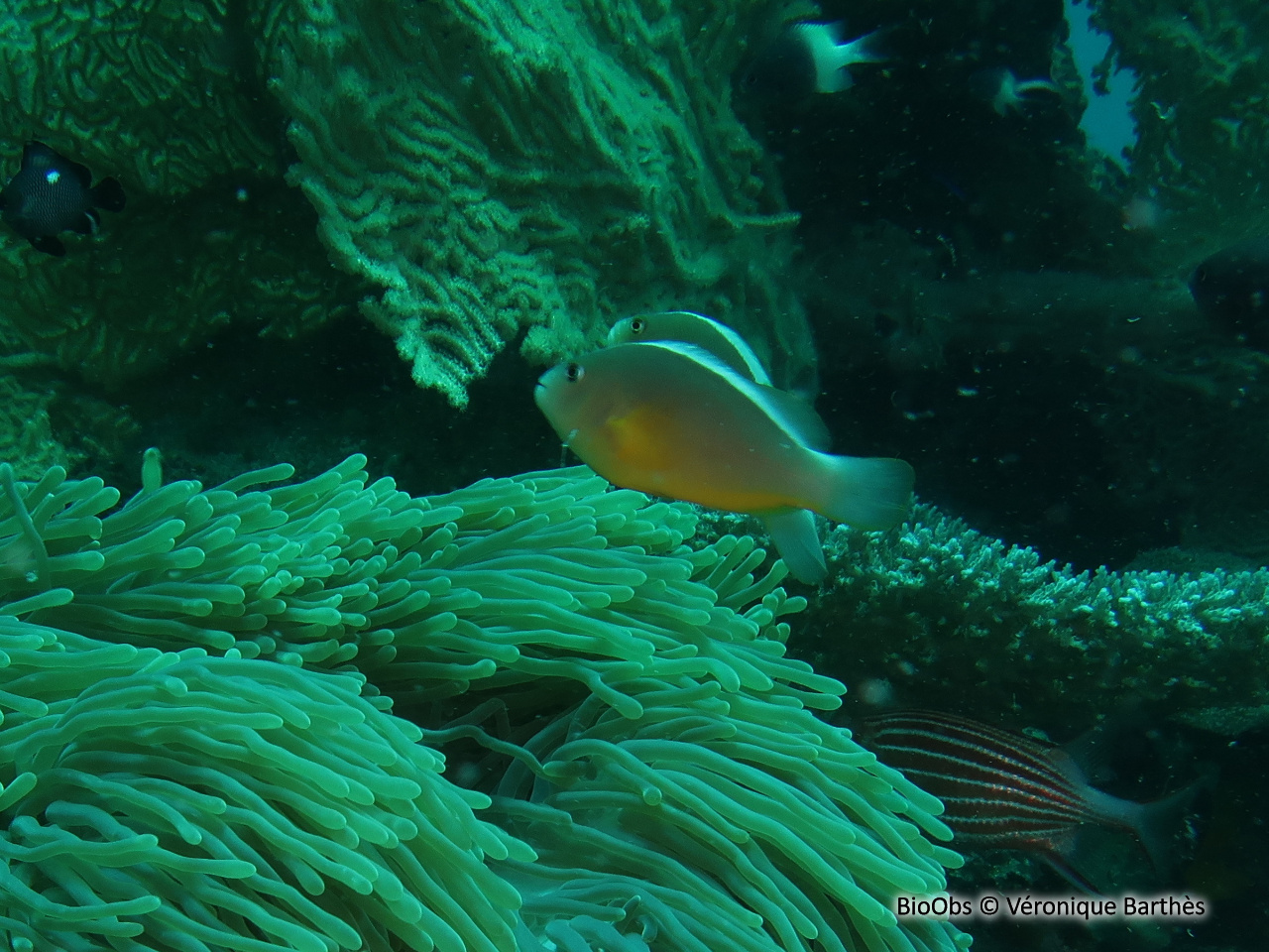 Poisson-clown mouffette - Amphiprion akallopisos - Véronique Barthès - BioObs