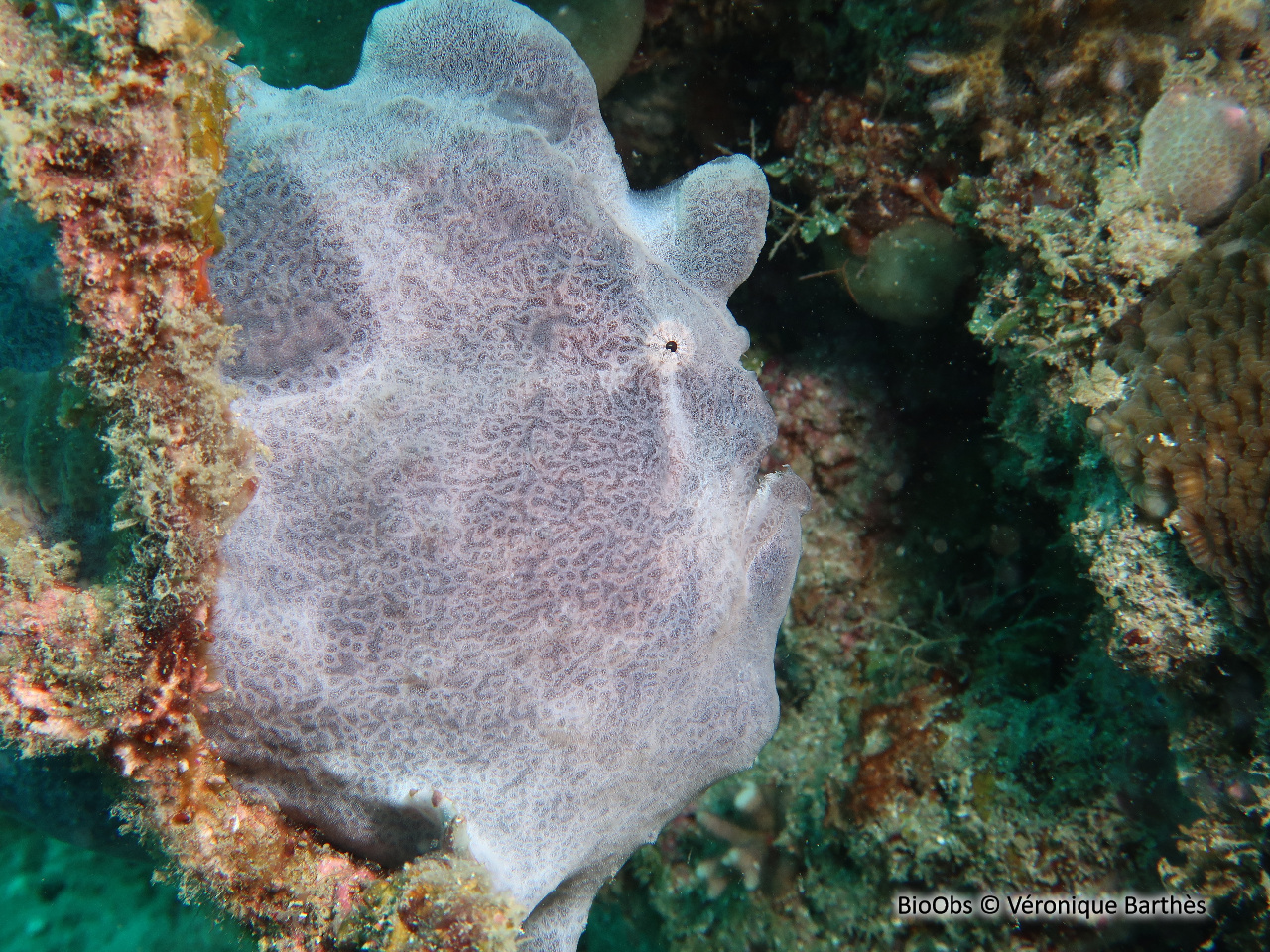 Antennaire géant - Antennarius commerson - Véronique Barthès - BioObs