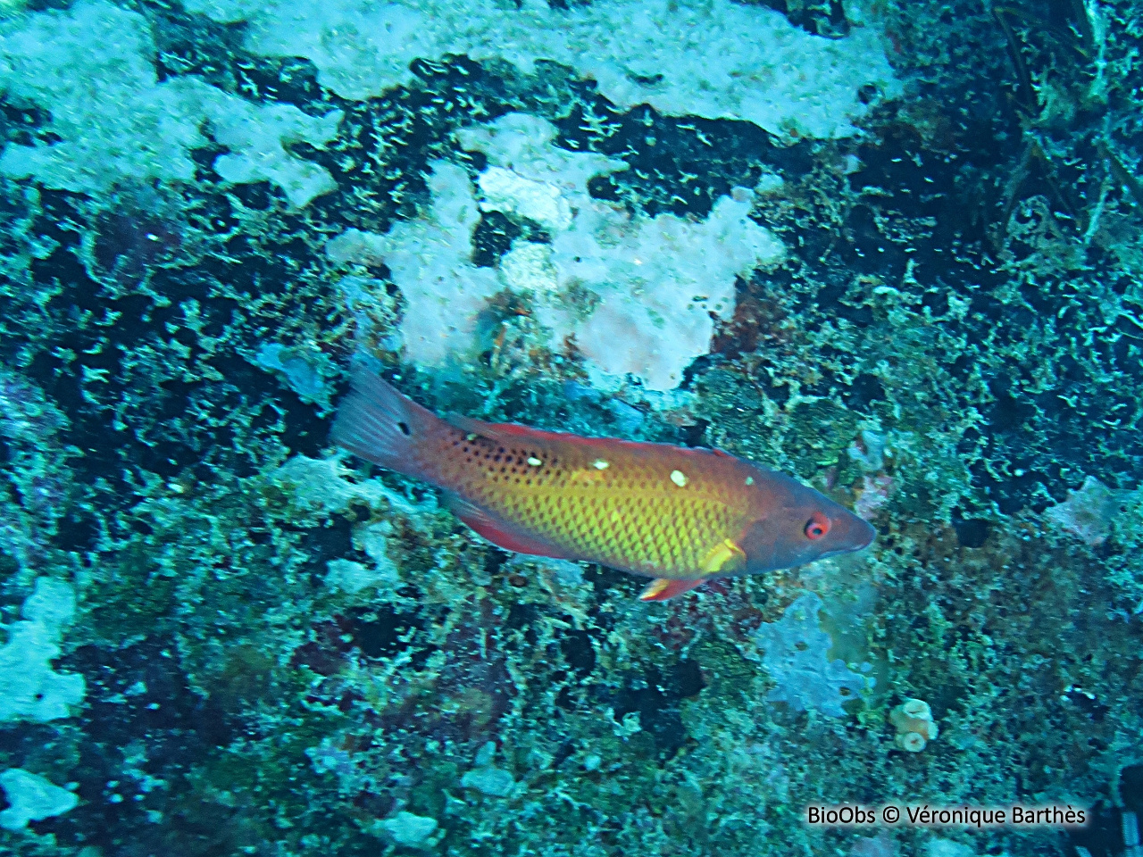 Labre diane - Bodianus diana - Véronique Barthès - BioObs