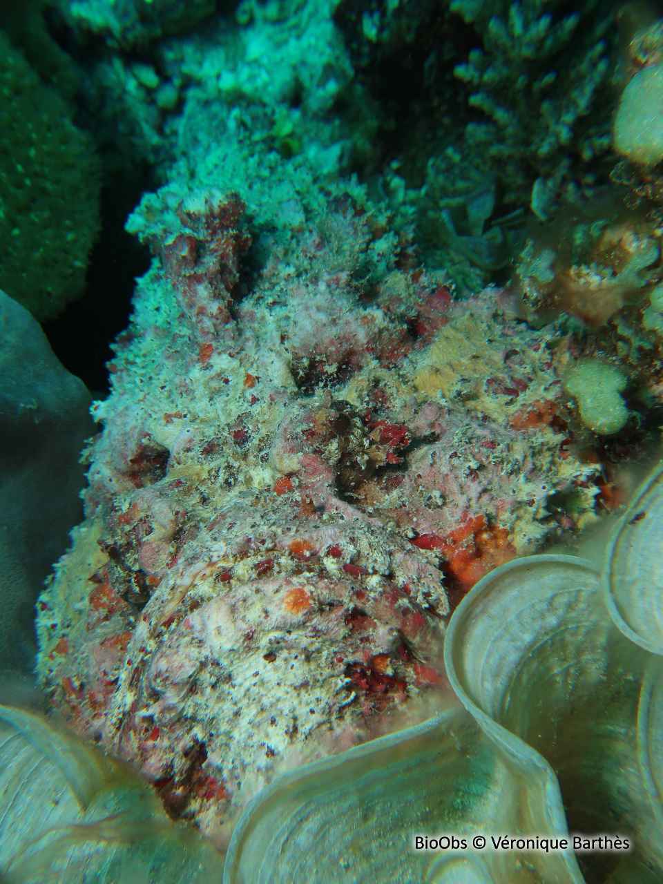 Poisson-pierre commun - Synanceia verrucosa - Véronique Barthès - BioObs