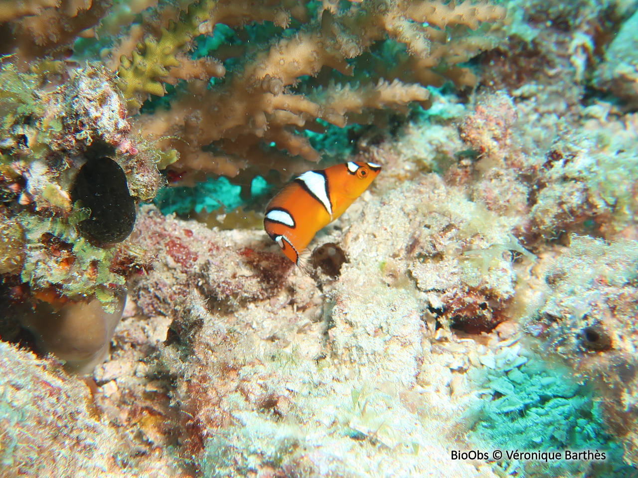 Girelle de Gaimard - Coris gaimard - Véronique Barthès - BioObs