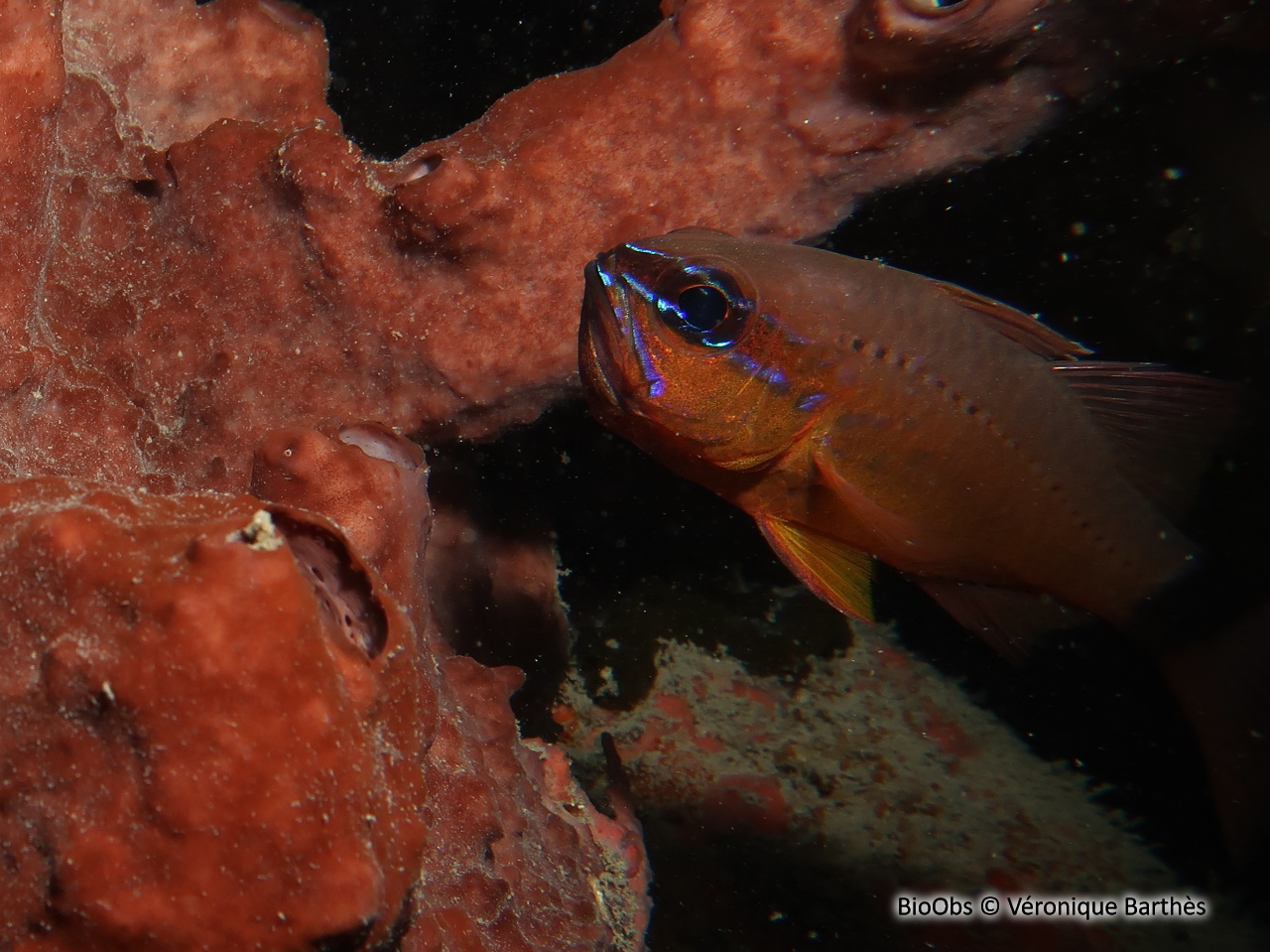 Apogon doré - Ostorhinchus aureus - Véronique Barthès - BioObs