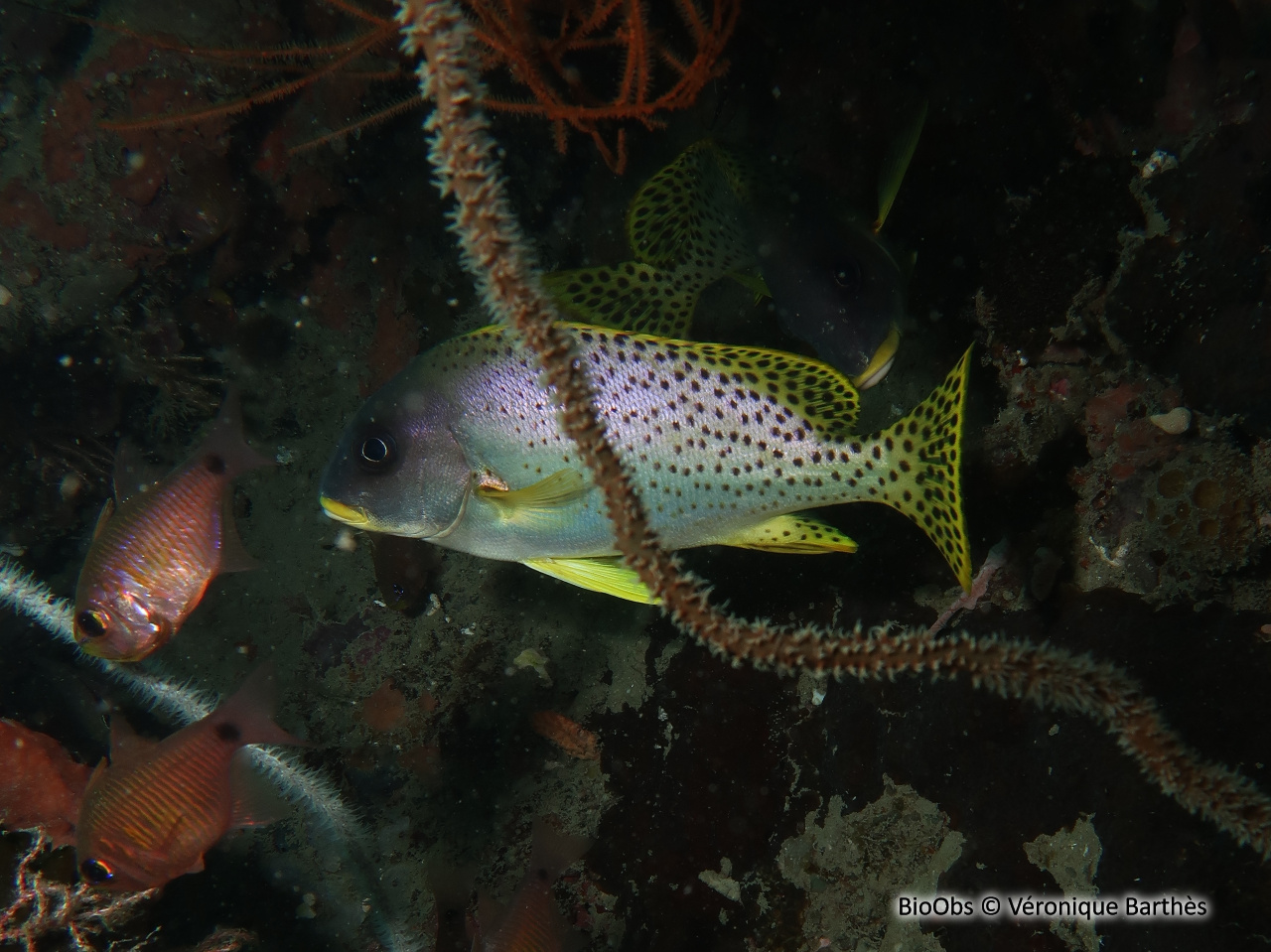 Diagramme moucheté - Plectorhinchus gaterinus - Véronique Barthès - BioObs