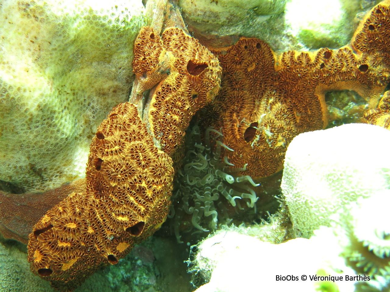 Synascidie noire - Botrylloides niger - Véronique Barthès - BioObs