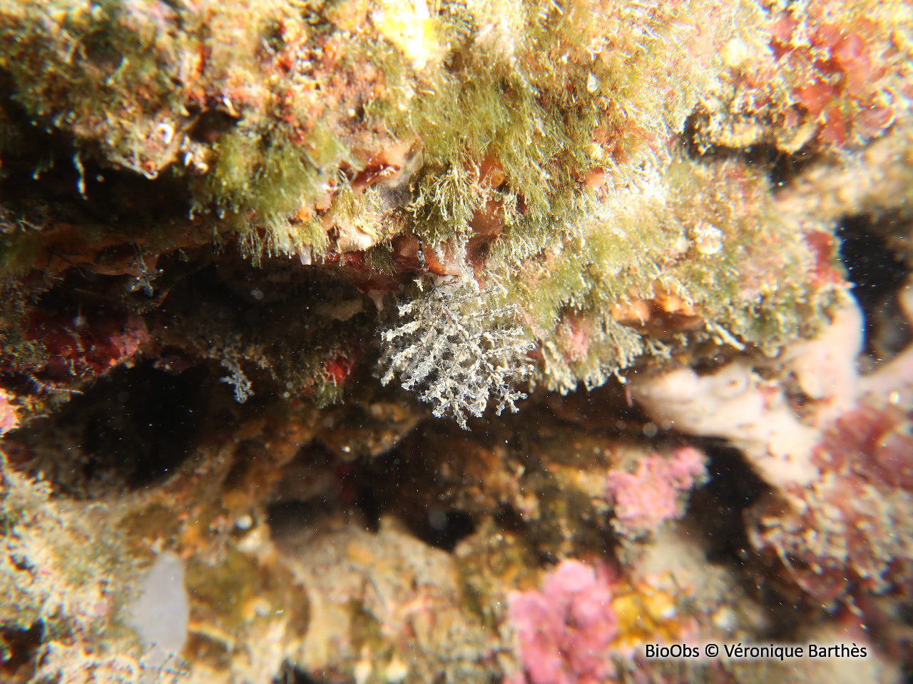 Hydraire à branches opposées - Synthecium evansi - Véronique Barthès - BioObs