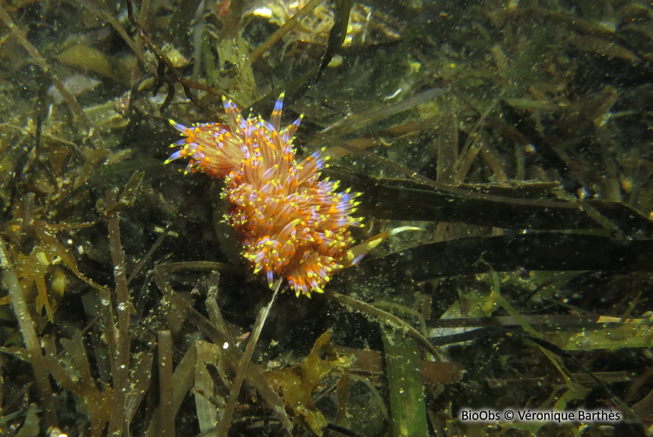 Godive quatre couleurs - Godiva quadricolor - Véronique Barthès - BioObs