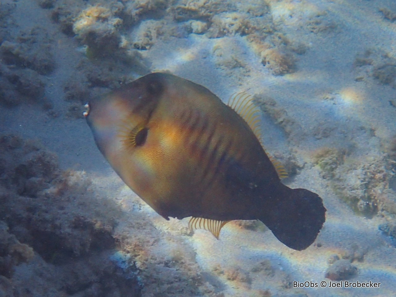 Poisson lime balai