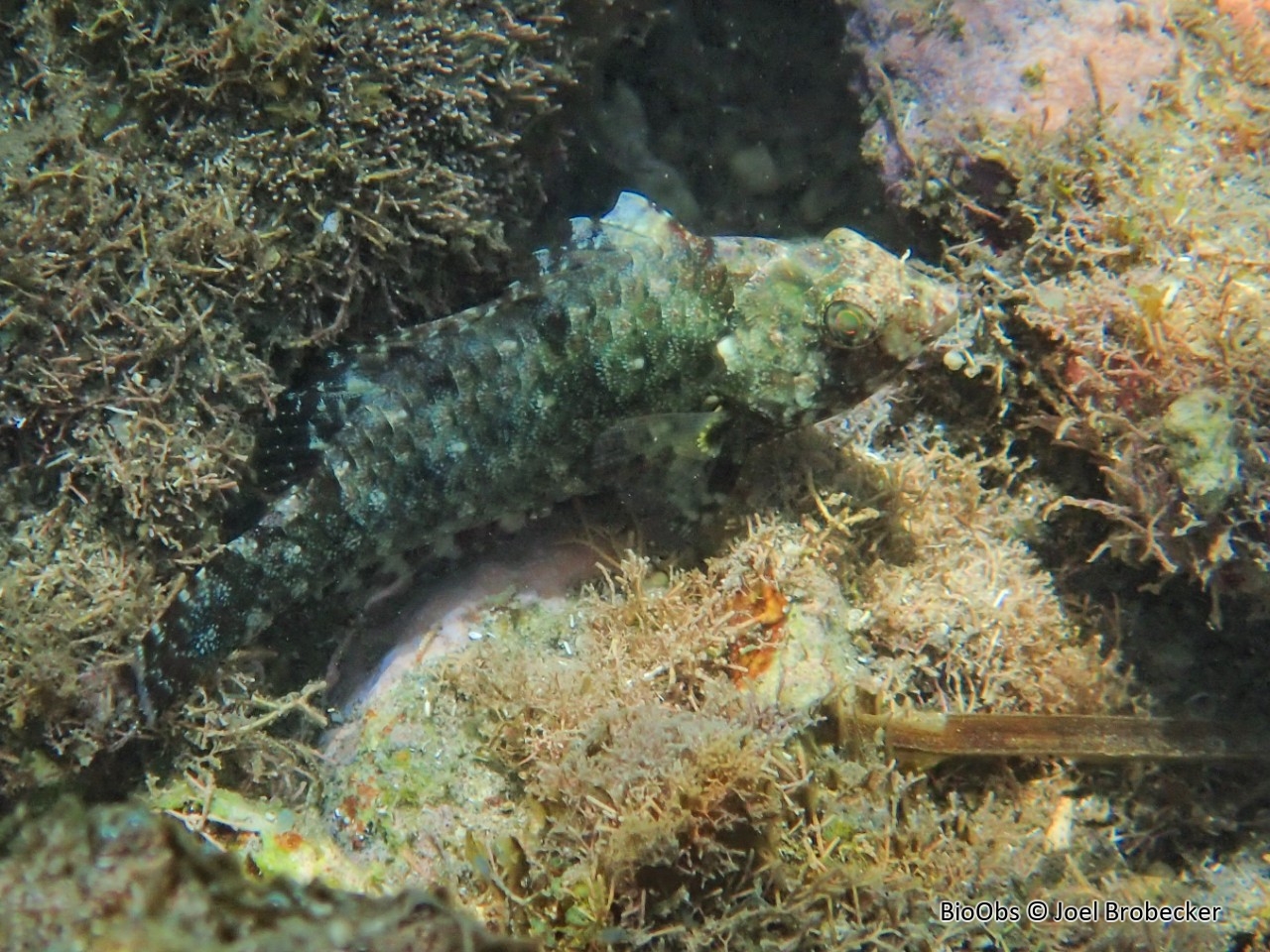 Perroquet à dents épineuses - Calotomus spinidens - Joel Brobecker - BioObs
