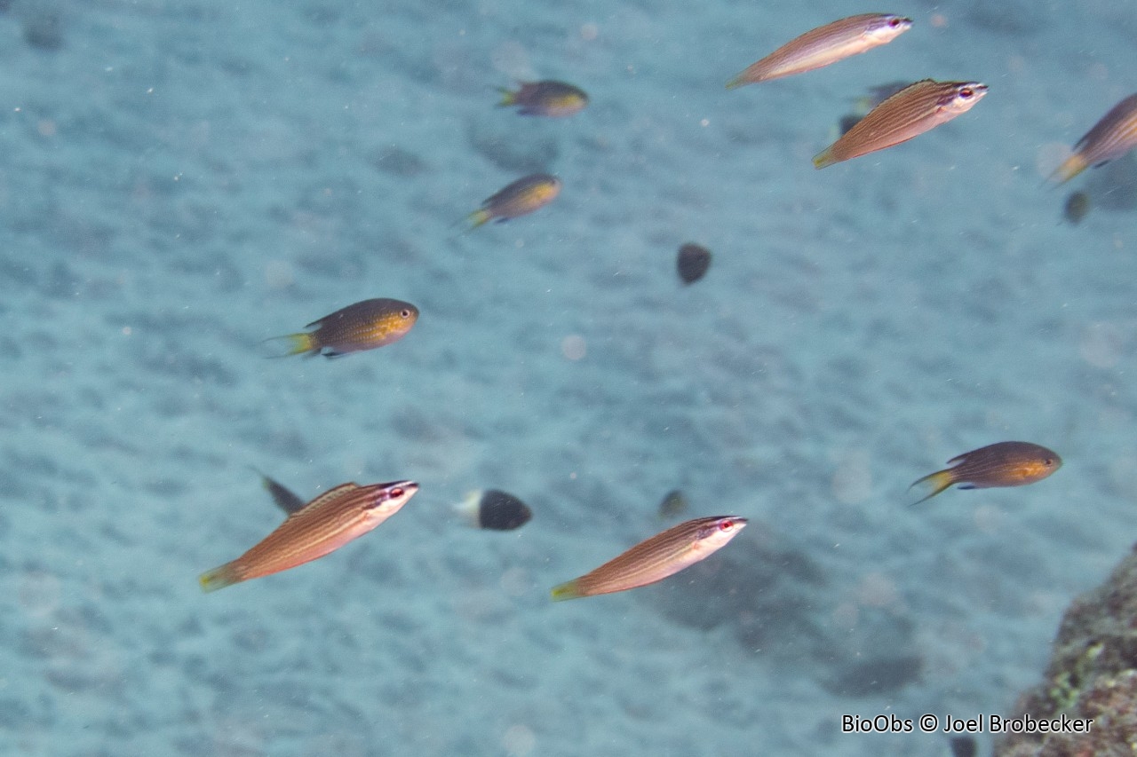 Labre à nageoires jaunes - Pseudocoris hemichrysos - Joel Brobecker - BioObs