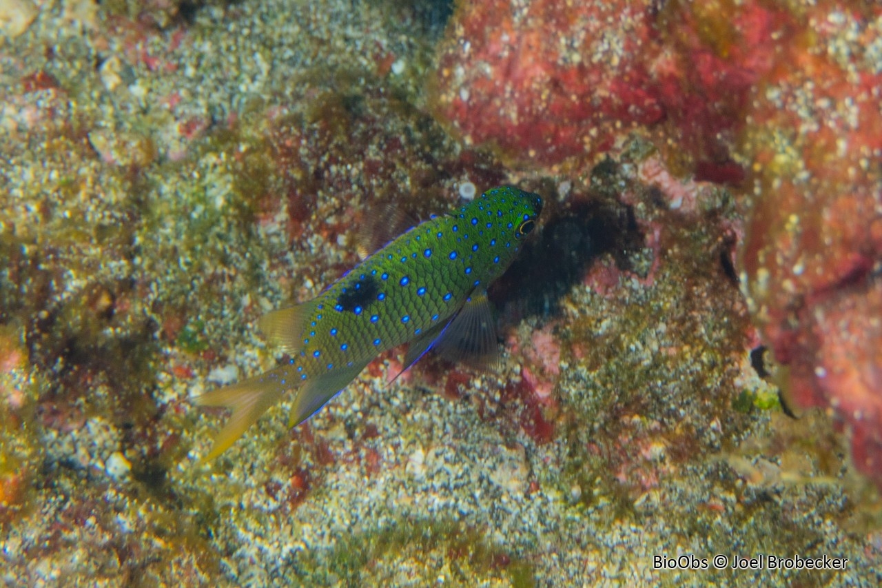 Demoiselle à points bleus - Plectroglyphidodon lacrymatus - Joel Brobecker - BioObs