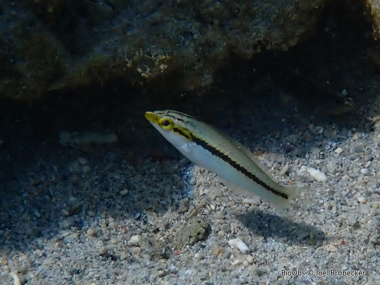 Labre zigzag - Halichoeres scapularis - Joel Brobecker - BioObs