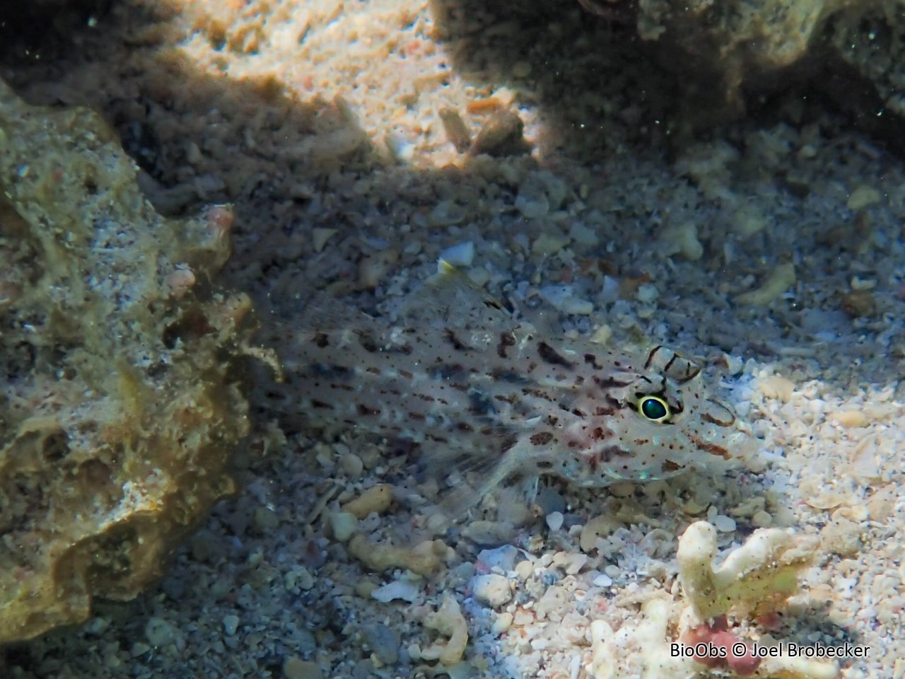 Gobie Néophyte - Fusigobius neophytus - Joel Brobecker - BioObs