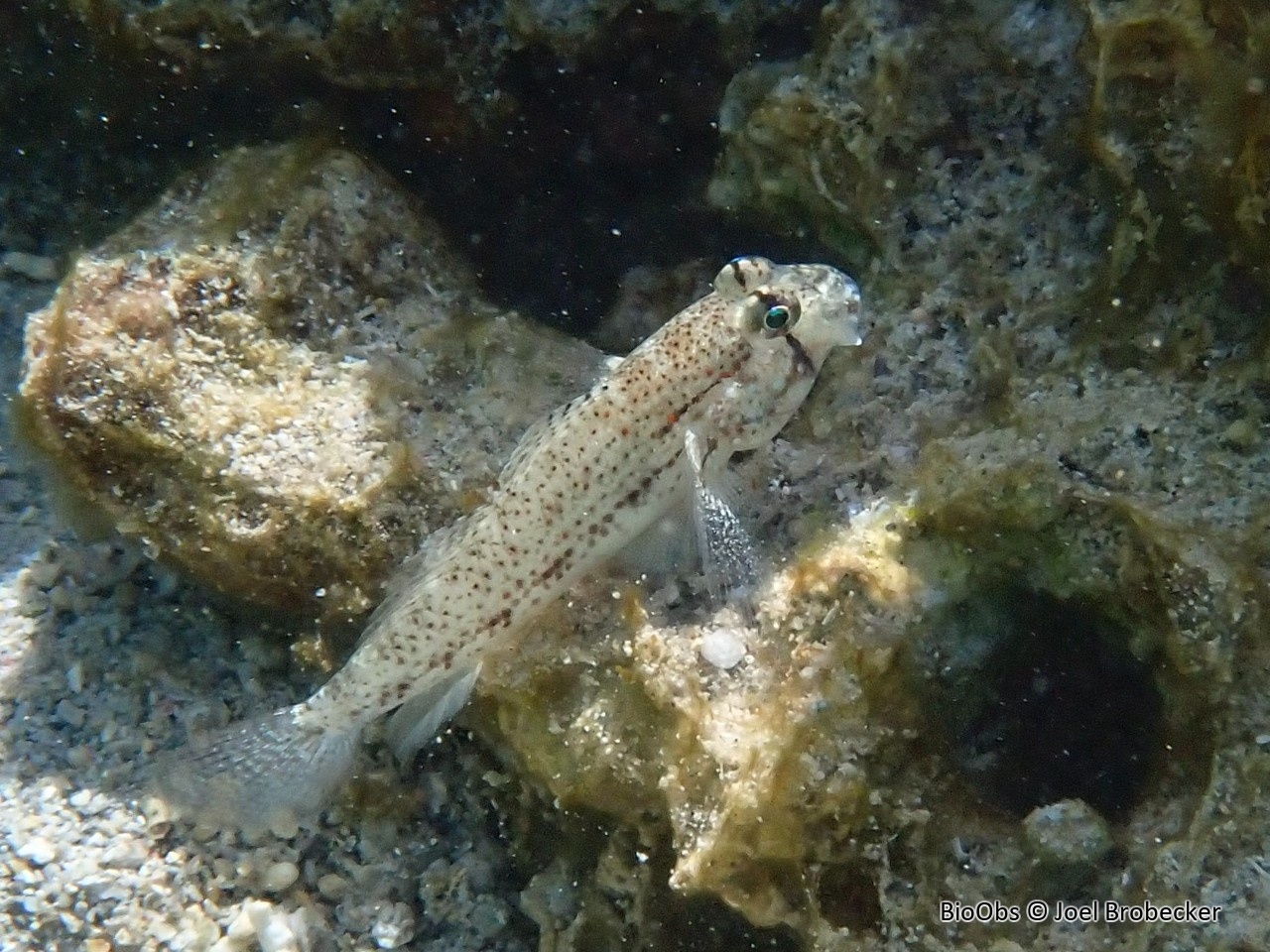 Gobie des lagons - Gnatholepis anjerensis - Joel Brobecker - BioObs