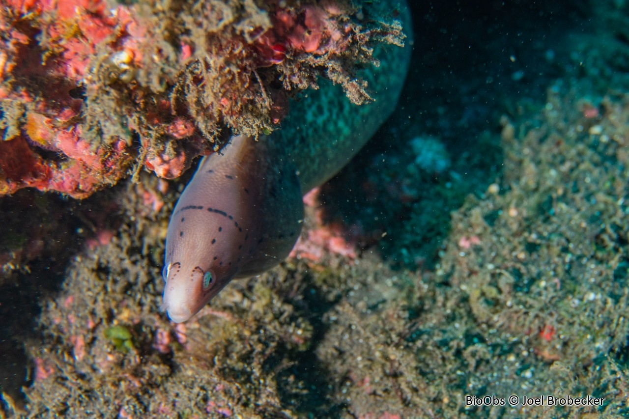 Murène tatouée - Gymnothorax griseus - Joel Brobecker - BioObs