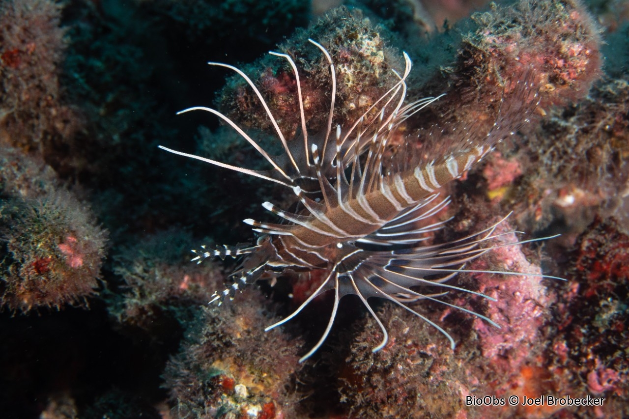 Poisson-scorpion à antennes - Pterois antennata - Joel Brobecker - BioObs