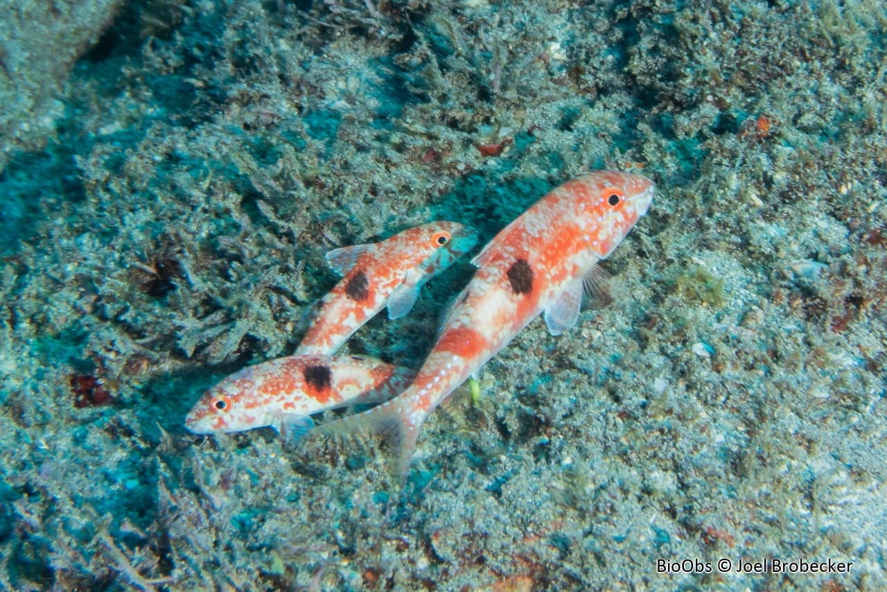 Rouget-barbet pastille - Parupeneus pleurostigma - Joel Brobecker - BioObs