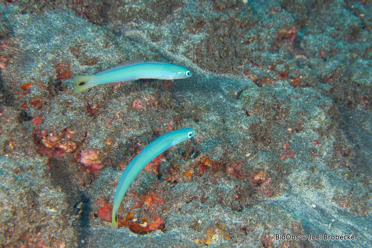 Poisson-fléchette à queue tachée - Ptereleotris heteroptera - Joel Brobecker - BioObs