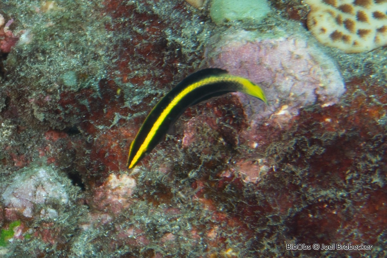 Labre mèche blonde - Labroides bicolor - Joel Brobecker - BioObs