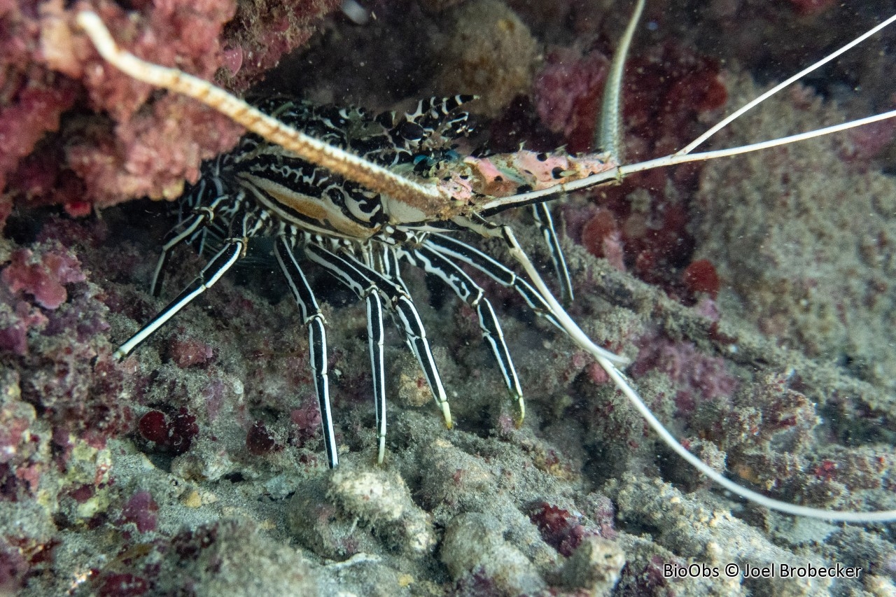 Langouste peinte - Panulirus versicolor - Joel Brobecker - BioObs